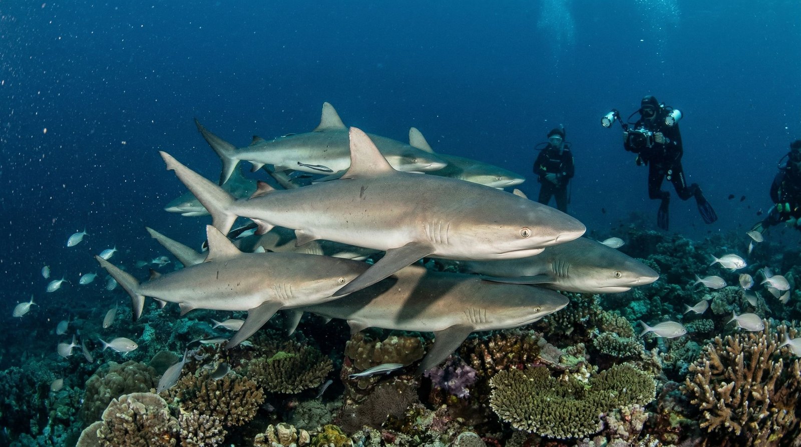 Des requins forment des groupes d'amis aux Fidji