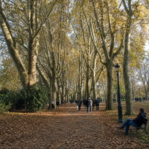 Paris va raser ses plus vieux platanes pour construire un parking à trottinettes
