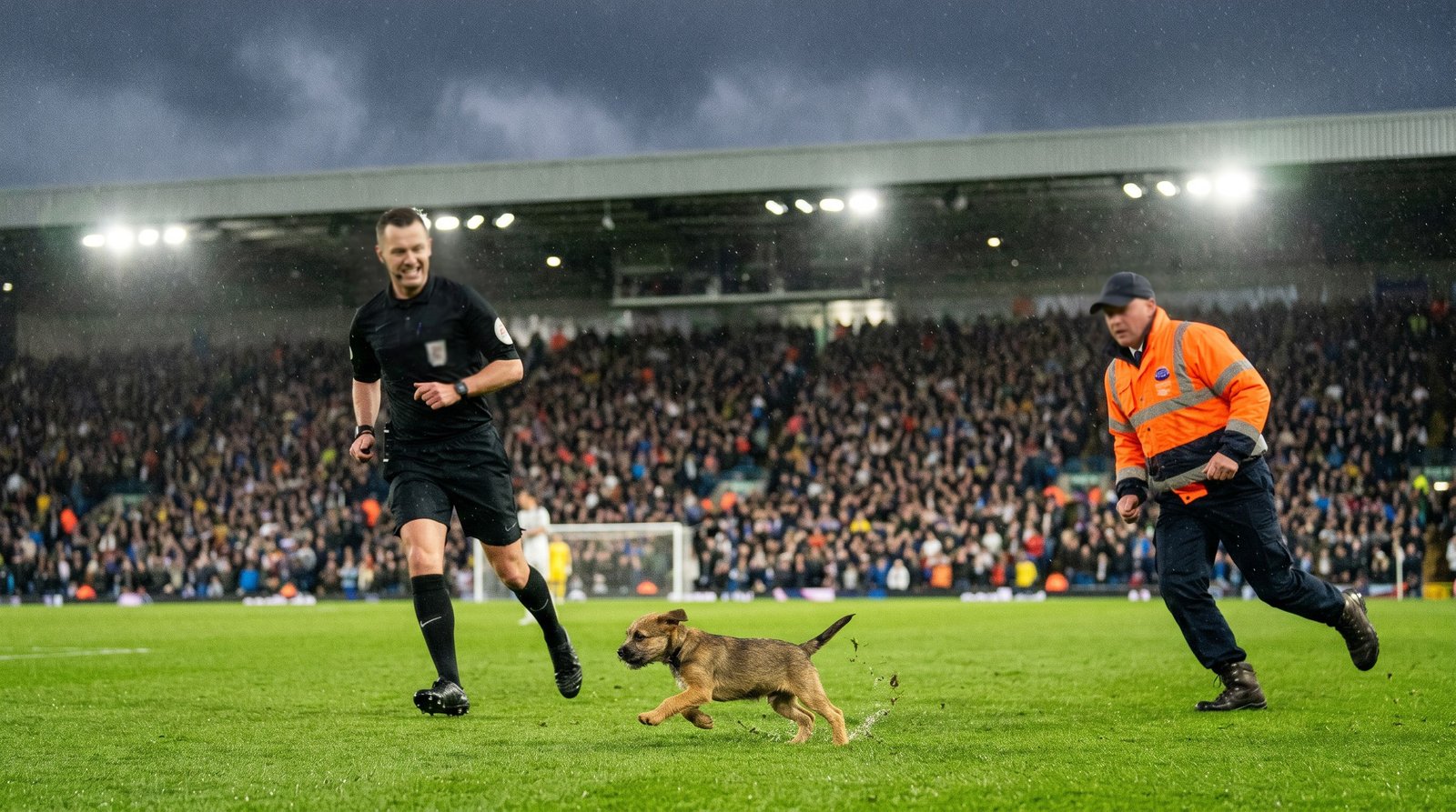 Un chiot envahit un match à Rosario et force l'arrêt du jeu